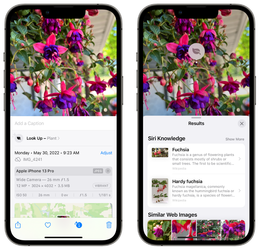 逊克苹果手机维修分享小技巧：使用 iPhone 相机识别花卉植物 